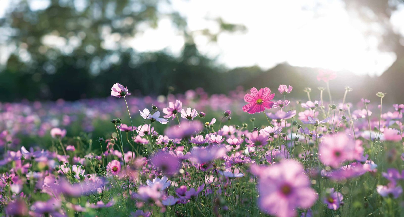 Flower garden